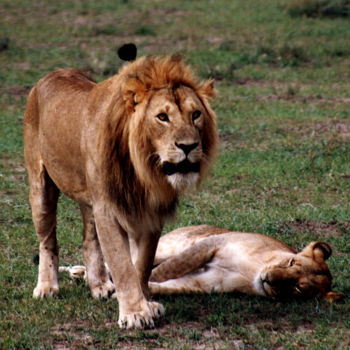 Fotografia intitulada "lions-kenya.jpg" por André Goinaud, Obras de arte originais