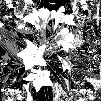 Digitale Kunst mit dem Titel "liseron-noir-et-bla…" von André Goinaud, Original-Kunstwerk