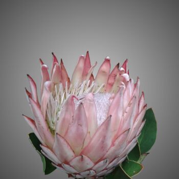 Photography titled "Protea Ice-Cream -…" by André Pillay, Original Artwork