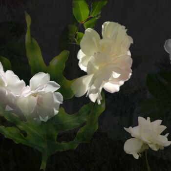 Photographie intitulée "Shade - Botanical A…" par André Pillay, Œuvre d'art originale