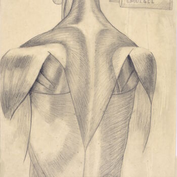 Drawing titled "MUSCLES" by Andrea Vandoni, Original Artwork, Graphite