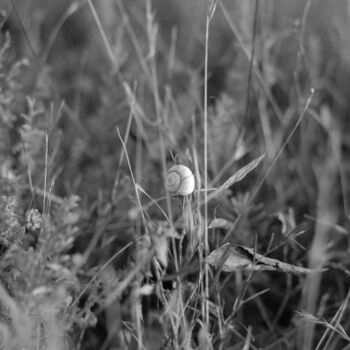 Fotografie getiteld "Улитка в траве" door Andreï Barinoff, Origineel Kunstwerk, Film fotografie