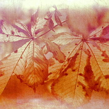 Фотография под названием "Осенние листья" - Andrey Petrosyan, Подлинное произведение искусства, Цифровая фотография
