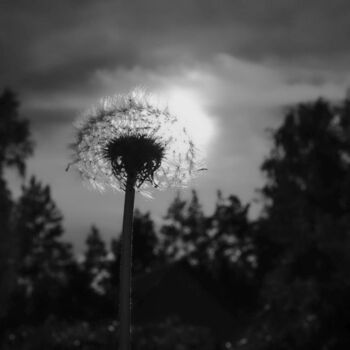 Фотография под названием "Чёрно-белое вдохнов…" - Андрей Астафьев, Подлинное произведение искусства, Цифровая фотография