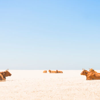 Photography titled "SUNBATHING COWS" by Andrew Lever, Original Artwork, Digital Photography