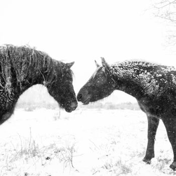 Photographie intitulée "SNOW HORSES" par Andrew Lever, Œuvre d'art originale, Photographie numérique