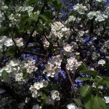 Фотография под названием "Яблоня цветет..." - Andrey Balabuha, Подлинное произведение искусства