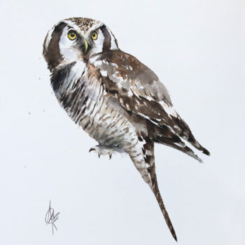 Painting titled "Northern Hawk-owl" by Andrzej Rabiega, Original Artwork, Watercolor