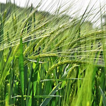 「wheat」というタイトルの写真撮影 Andy Stevensonによって, オリジナルのアートワーク