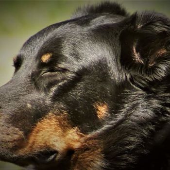 "Beau...ceron" başlıklı Fotoğraf Angela Caillaud S. tarafından, Orijinal sanat