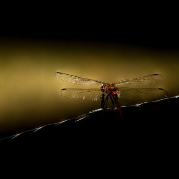 Photographie intitulée "libellule" par Angèle Marani, Œuvre d'art originale, Photographie numérique