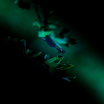 Photographie intitulée "libellule bleue" par Angèle Marani, Œuvre d'art originale, Photographie numérique