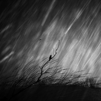 Photography titled "bird in the rain" by Angeliki Alexiou, Original Artwork