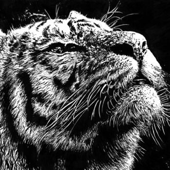 Zeichnungen mit dem Titel "Tigre" von Angelique Joao, Original-Kunstwerk, Tinte