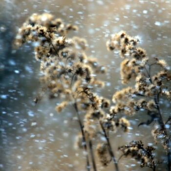 摄影 标题为“inverno” 由Angelo Mazzoleni, 原创艺术品