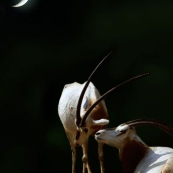 Photographie intitulée "La notte degli orici" par Angelo Mazzoleni, Œuvre d'art originale