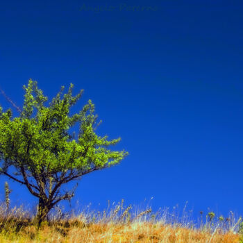 Photography titled "Tree in the sky" by Angelo Paternò, Original Artwork, Digital Photography