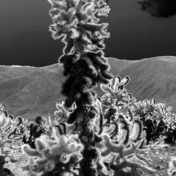 "Cactus Flower" başlıklı Fotoğraf Angelo Di Pietrantonio tarafından, Orijinal sanat