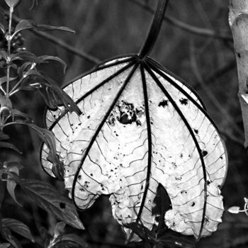 Photography titled "White Leaf" by Angelo Di Pietrantonio, Original Artwork