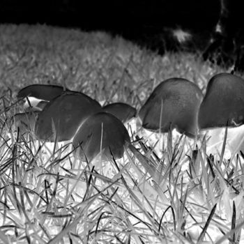 Fotografia zatytułowany „Mushroom” autorstwa Angelo Di Pietrantonio, Oryginalna praca