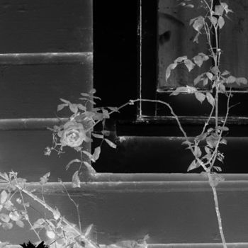 Фотография под названием "Window and Rose" - Angelo Di Pietrantonio, Подлинное произведение искусства