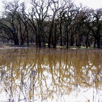 Photography titled "Sonoma Oaks - series" by Angelo Di Pietrantonio, Original Artwork