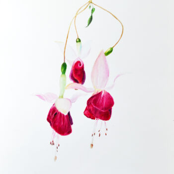 "Fuchsia magellanica" başlıklı Tablo Анна Баранова tarafından, Orijinal sanat, Suluboya