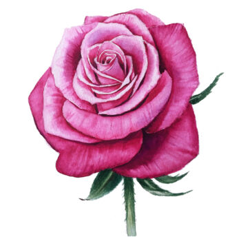 Pittura intitolato "Pink Rose Watercolor" da Anna Inozemtseva, Opera d'arte originale, Acquarello