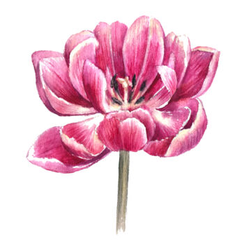 Painting titled "Tulip Flower" by Anna Inozemtseva, Original Artwork, Watercolor