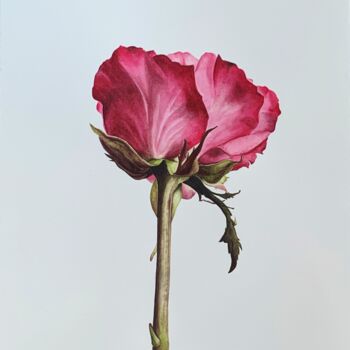 绘画 标题为“Rose” 由Anna Levchuk, 原创艺术品, 水彩