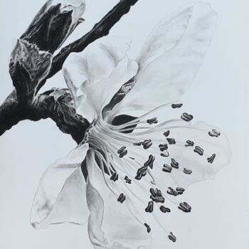 Pittura intitolato "Plum blossom" da Anna Levchuk, Opera d'arte originale, Grafite