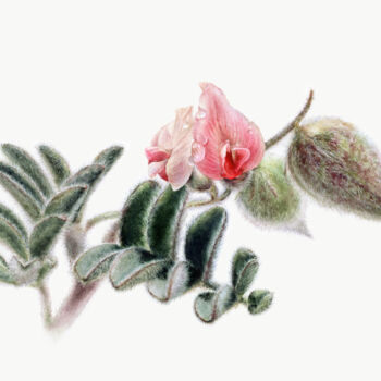"Astragalus L." başlıklı Tablo Anna Samoilichenko tarafından, Orijinal sanat, Suluboya