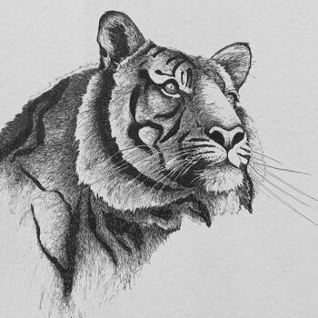Drawing titled "Tigre" by Annabel Klein, Original Artwork, Ink