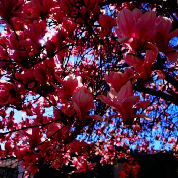 Fotografie getiteld "Spring" door Annalisa Manzini (Lisa77photos), Origineel Kunstwerk, Digitale fotografie