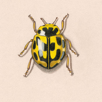 Dessin intitulée "Coccinelle 14 points" par Anne Langérôme, Œuvre d'art originale, Crayon