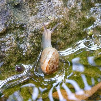 Fotografia intitolato "escargot" da Anne Sarda, Opera d'arte originale