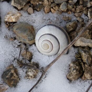 Photographie intitulée "escargot" par Anne Sarda, Œuvre d'art originale