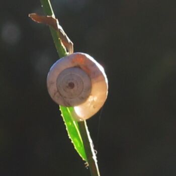 Photographie intitulée "escargot" par Anne Sarda, Œuvre d'art originale