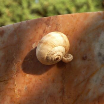 Photographie intitulée "escargot" par Anne Sarda, Œuvre d'art originale