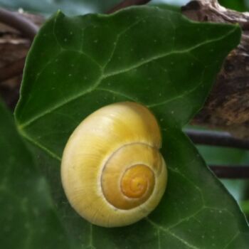 Photographie intitulée "escargot" par Anne Sarda, Œuvre d'art originale