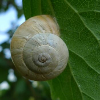 Photographie intitulée "escargot" par Anne Sarda, Œuvre d'art originale