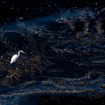 Fotografia intitolato "Egret Starry Night" da Schlueter, Opera d'arte originale, Fotografia digitale