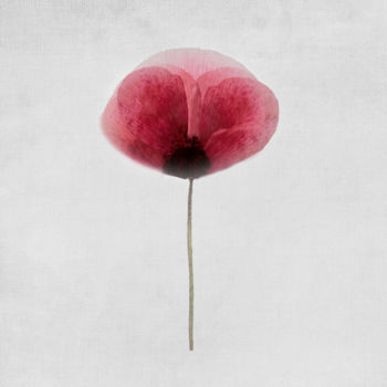 Цифровое искусство под названием "Poppy" - Anne Seltmann, Подлинное произведение искусства, Цифровая живопись