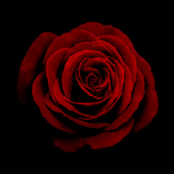 Fotografie mit dem Titel "A rose is a rose is…" von Anne Seltmann, Original-Kunstwerk, Digitale Fotografie