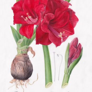 Peinture intitulée "Red Amaryllis" par Anneli Frisk, Œuvre d'art originale, Aquarelle