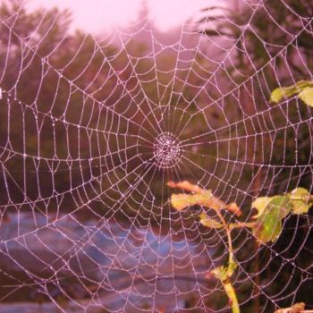 Photographie intitulée "La toile" par Anne-Marie Duval, Œuvre d'art originale