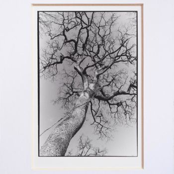 Photography titled "« Tree » exclusive…" by Annette Van Casteren, Original Artwork, Analog photography