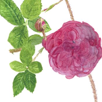 Pittura intitolato "rosier Marechal Dav…" da Annette Bernard, Opera d'arte originale, Acquarello