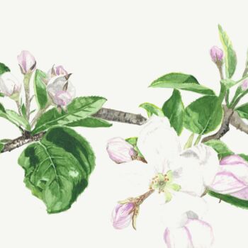 Peinture intitulée "pommier printemps" par Annette Bernard, Œuvre d'art originale, Aquarelle