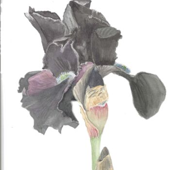 Painting titled "l'iris noir" by Annette Bernard, Original Artwork, Watercolor